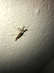 Musonia remota