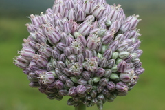 Allium polyanthum