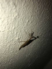 Musonia remota