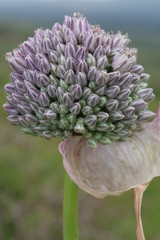 Allium polyanthum