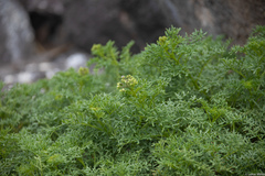 Solanum brachyantherum