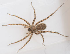 Pardosa vadosa