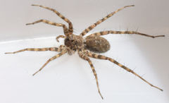 Pardosa vadosa