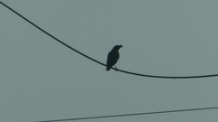 Acridotheres fuscus