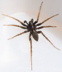 Pardosa vadosa