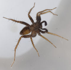 Pardosa vadosa