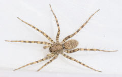 Pardosa vadosa