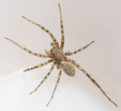 Pardosa vadosa