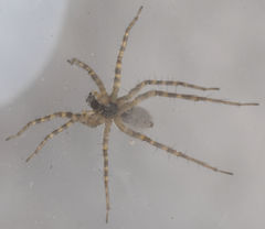 Pardosa vadosa