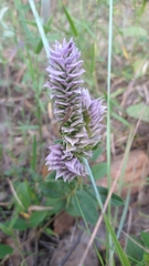 Lepidagathis cyanea