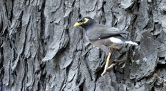 Acridotheres tristis