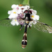 Four-Speckled Hoverfly - Photo (c) cotinis, some rights reserved (CC BY-NC-SA)
