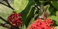 Graphium agamemnon