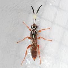 Melanichneumon