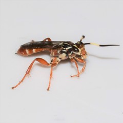 Melanichneumon