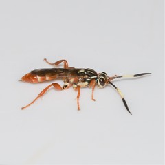 Melanichneumon