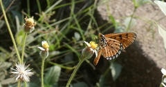 Acraea terpsicore
