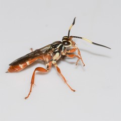 Melanichneumon