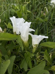 Calystegia sepium limnophila