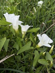 Calystegia sepium limnophila