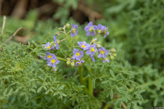 Solanum brachyantherum