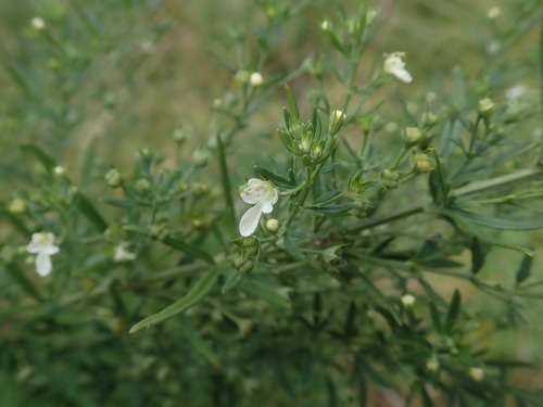 Image of Teucrium trifidum by no rights reserved