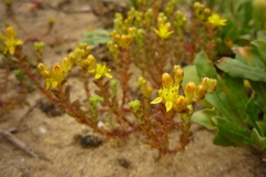 Sedum sasakii