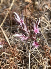 Polygonum bidwelliae