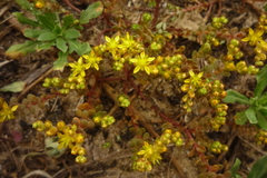 Sedum sasakii