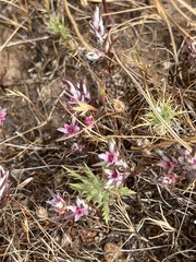 Polygonum bidwelliae