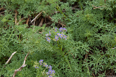 Solanum brachyantherum