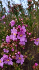 Lavoisiera imbricata