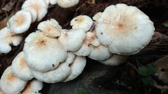 Ripartitella brasiliensis