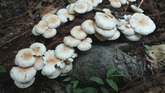 Ripartitella brasiliensis