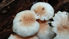 Ripartitella brasiliensis