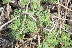 Solanum brachyantherum
