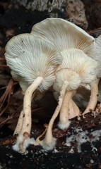 Ripartitella brasiliensis