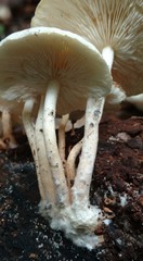 Ripartitella brasiliensis