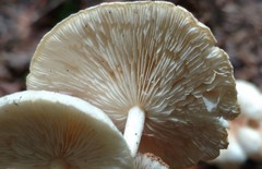 Ripartitella brasiliensis