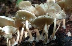 Ripartitella brasiliensis