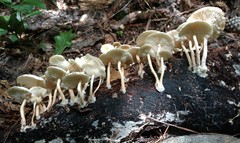 Ripartitella brasiliensis