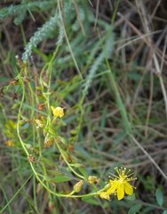 Hypericum ericoides