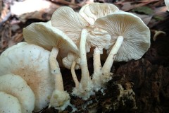 Ripartitella brasiliensis