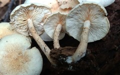 Ripartitella brasiliensis