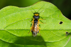 Pamphilius alternans