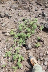 Solanum brachyantherum