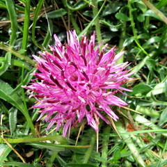 Centaurea borjae