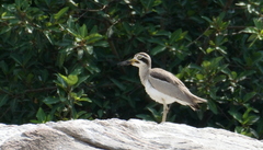 Esacus recurvirostris