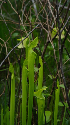 Sarracenia alata