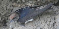 Petrochelidon fluvicola